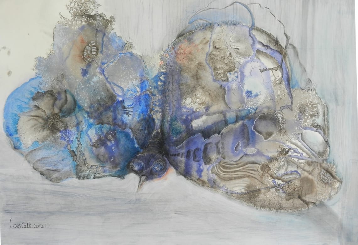 Blåvinge/ blue-wings (SOLD)