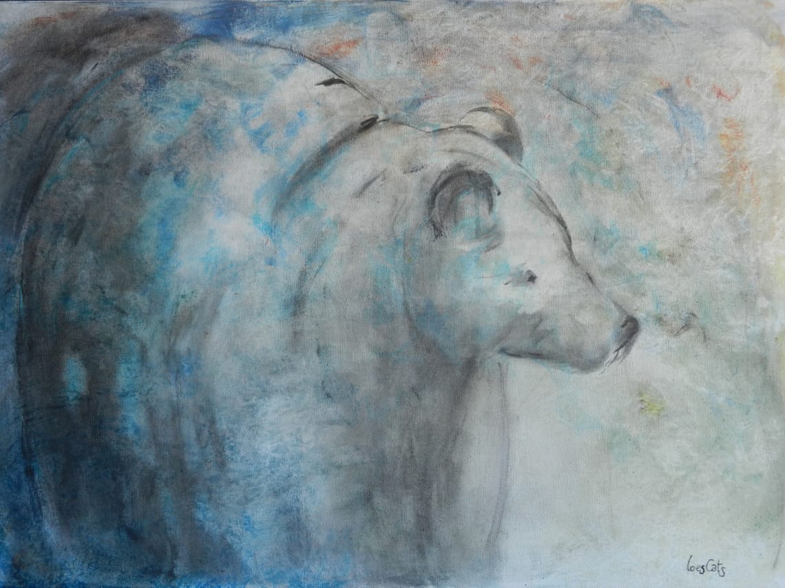 Bjørn / Bear