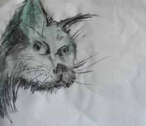 Katten 10 / Cat 10
