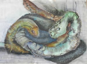 Ormer/ Snakes